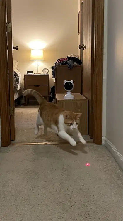 Customer photo featuring Furavora Smart Laser Teaser