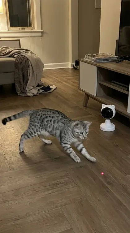 Customer photo featuring Furavora Smart Laser Teaser