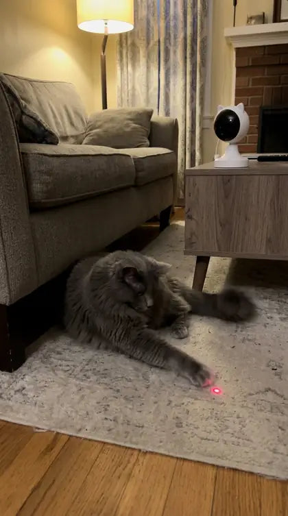 Customer photo featuring Furavora Smart Laser Teaser
