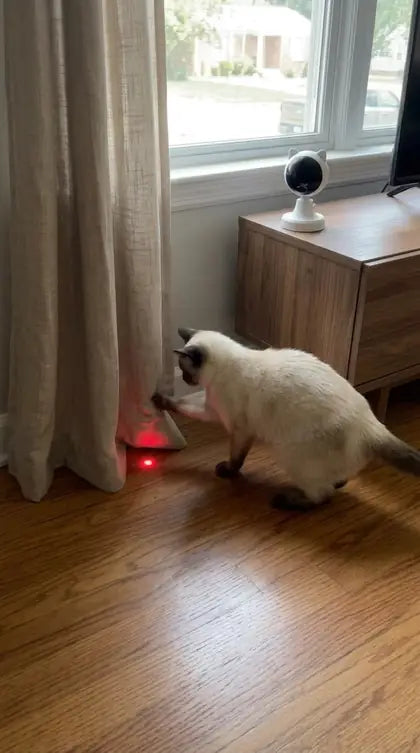 Customer photo featuring Furavora Smart Laser Teaser