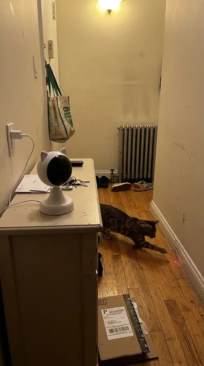Customer photo featuring Furavora Smart Laser Teaser