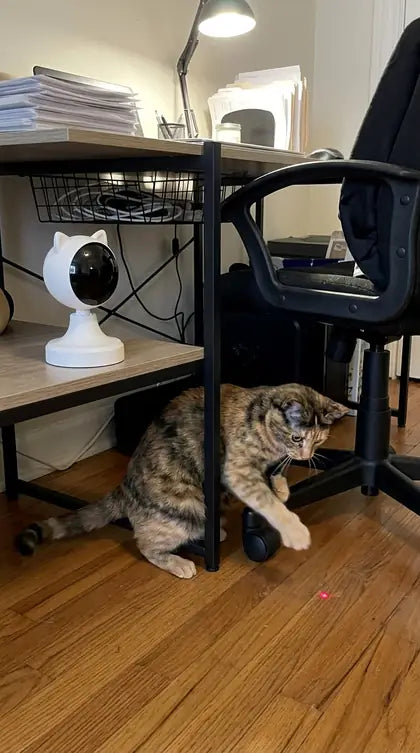 Customer photo featuring Furavora Smart Laser Teaser