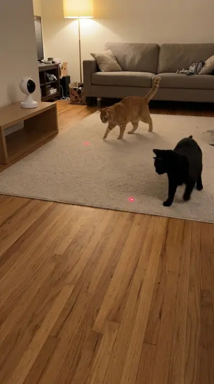 Customer photo featuring Furavora Smart Laser Teaser